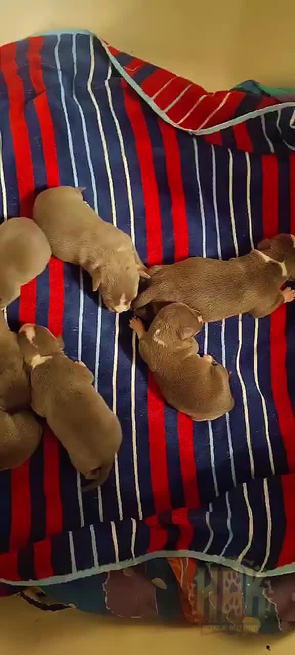 @HACHIKO LINE Bully Kennel