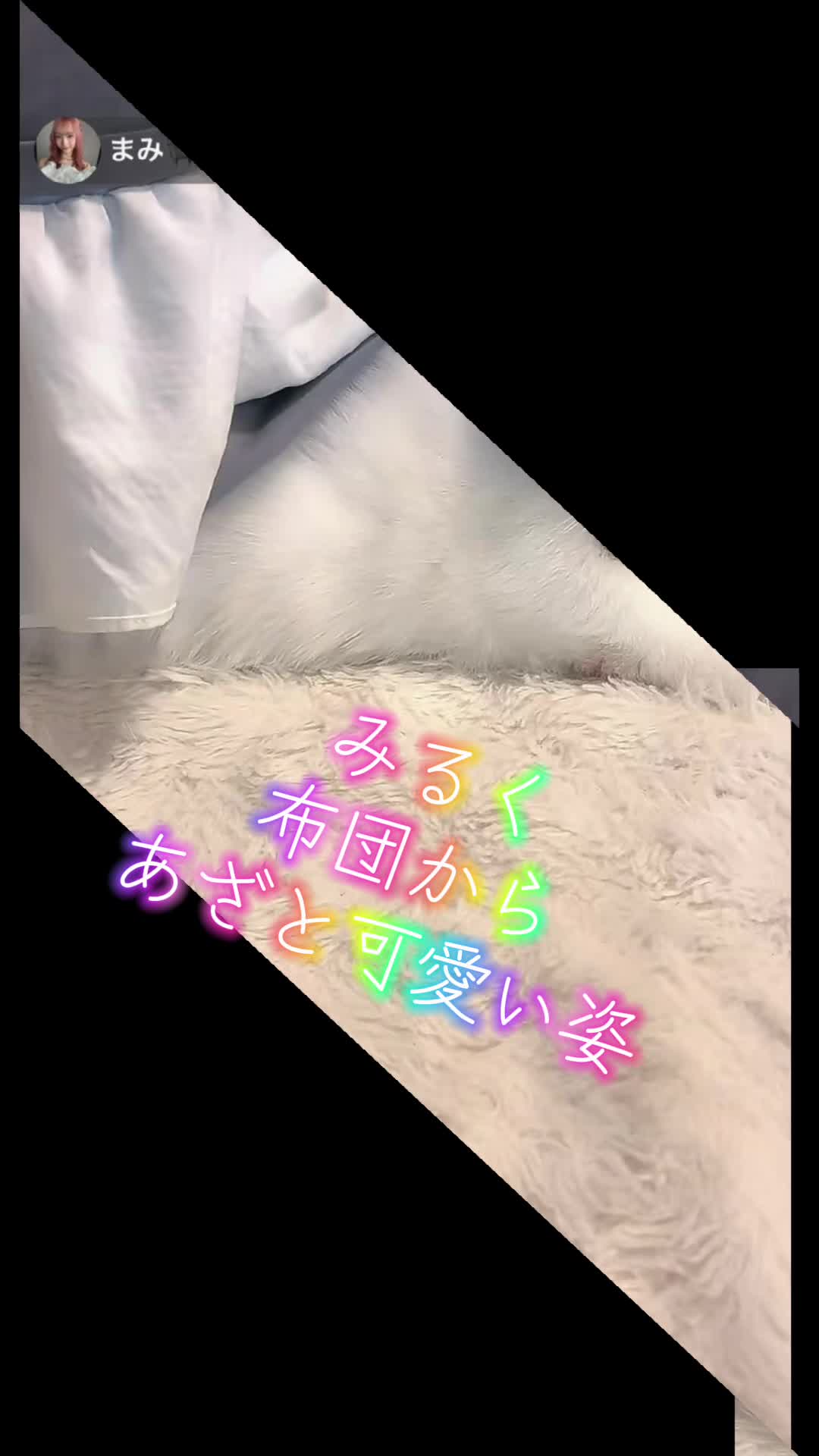 @6.10🎂まみ🐈&zwj;⬛🤍 きなこ🐈&zwj;⬛🤍