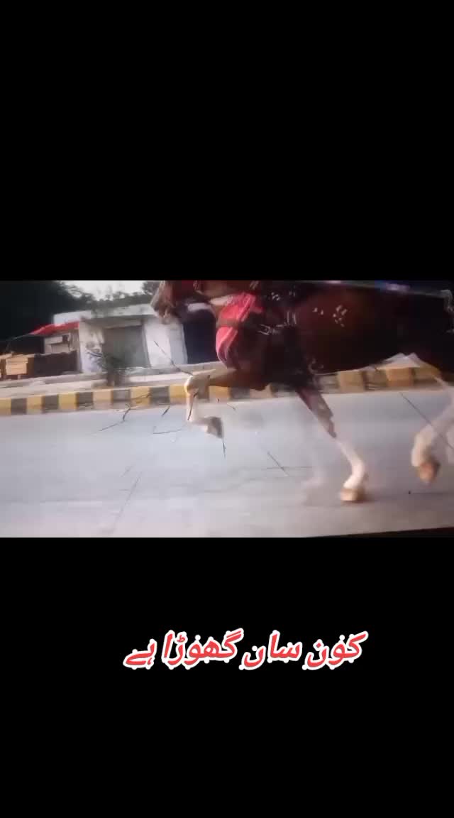 @🐴 گھوڑا شوق 🐴
