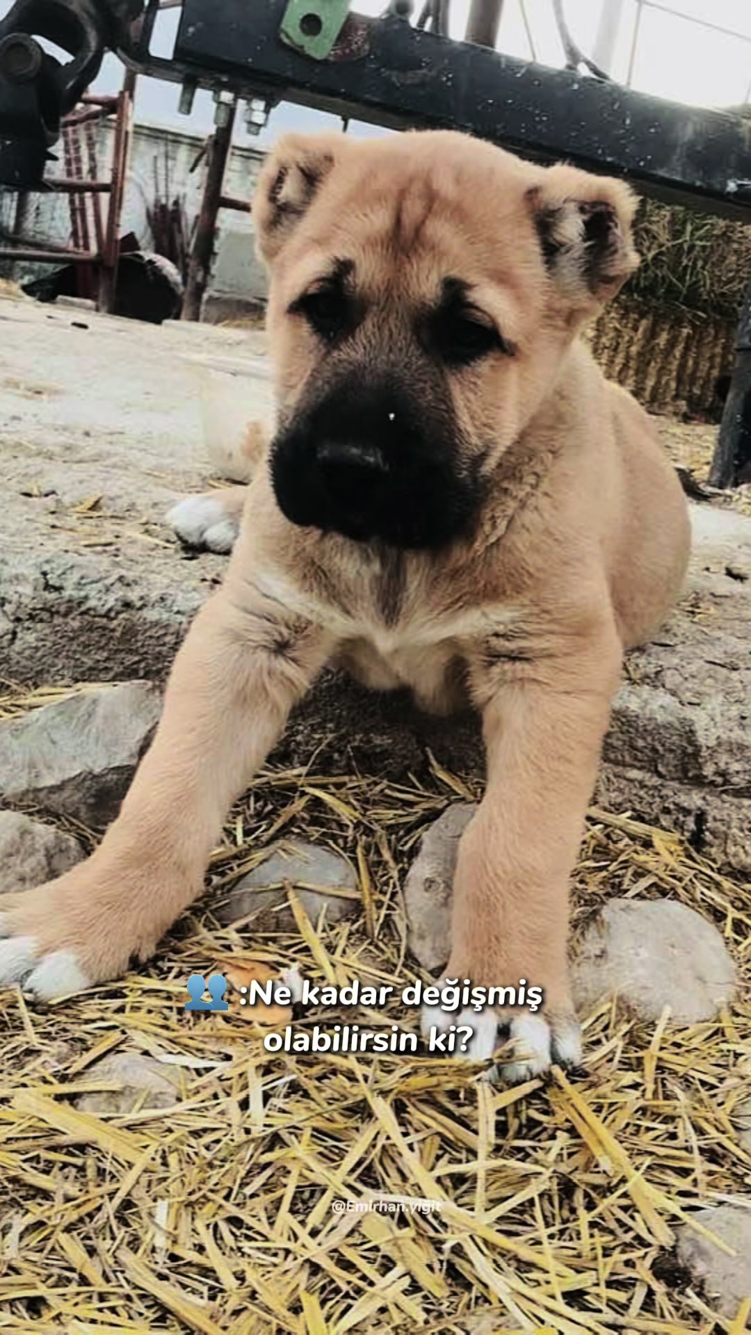 @Konyalı ziya