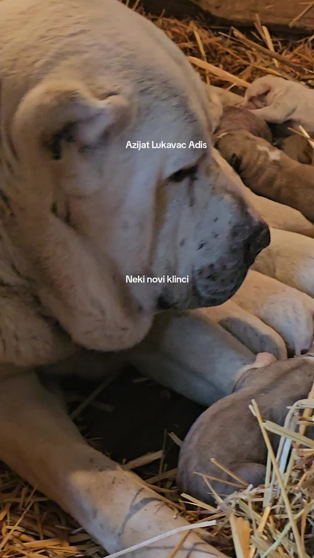 @Alabai Dogs Adis