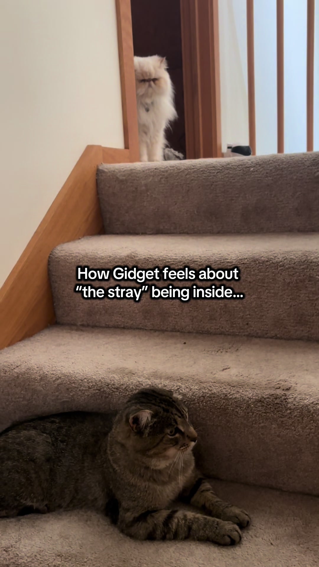 @cheddarandgidget