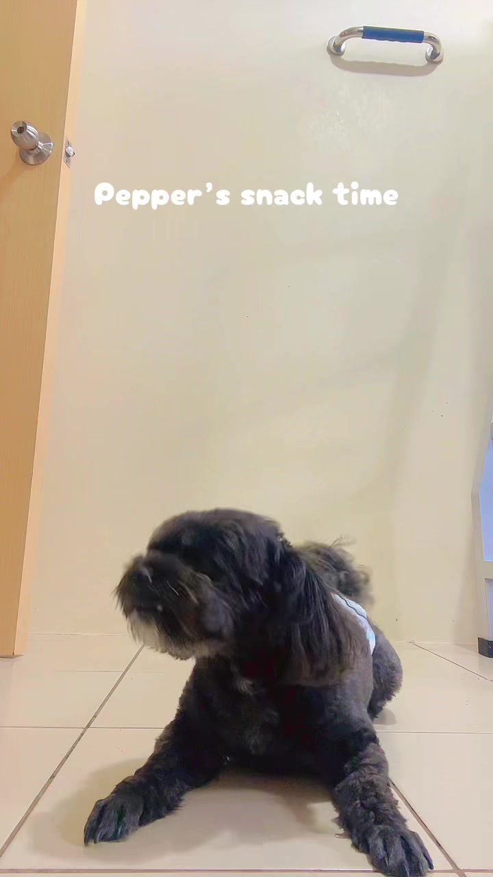 @The Fibibi Paws- Pet Sitting