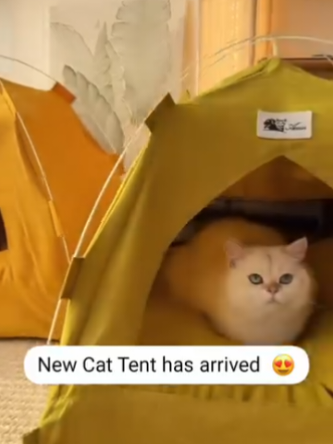 @Chonky World Of Cats