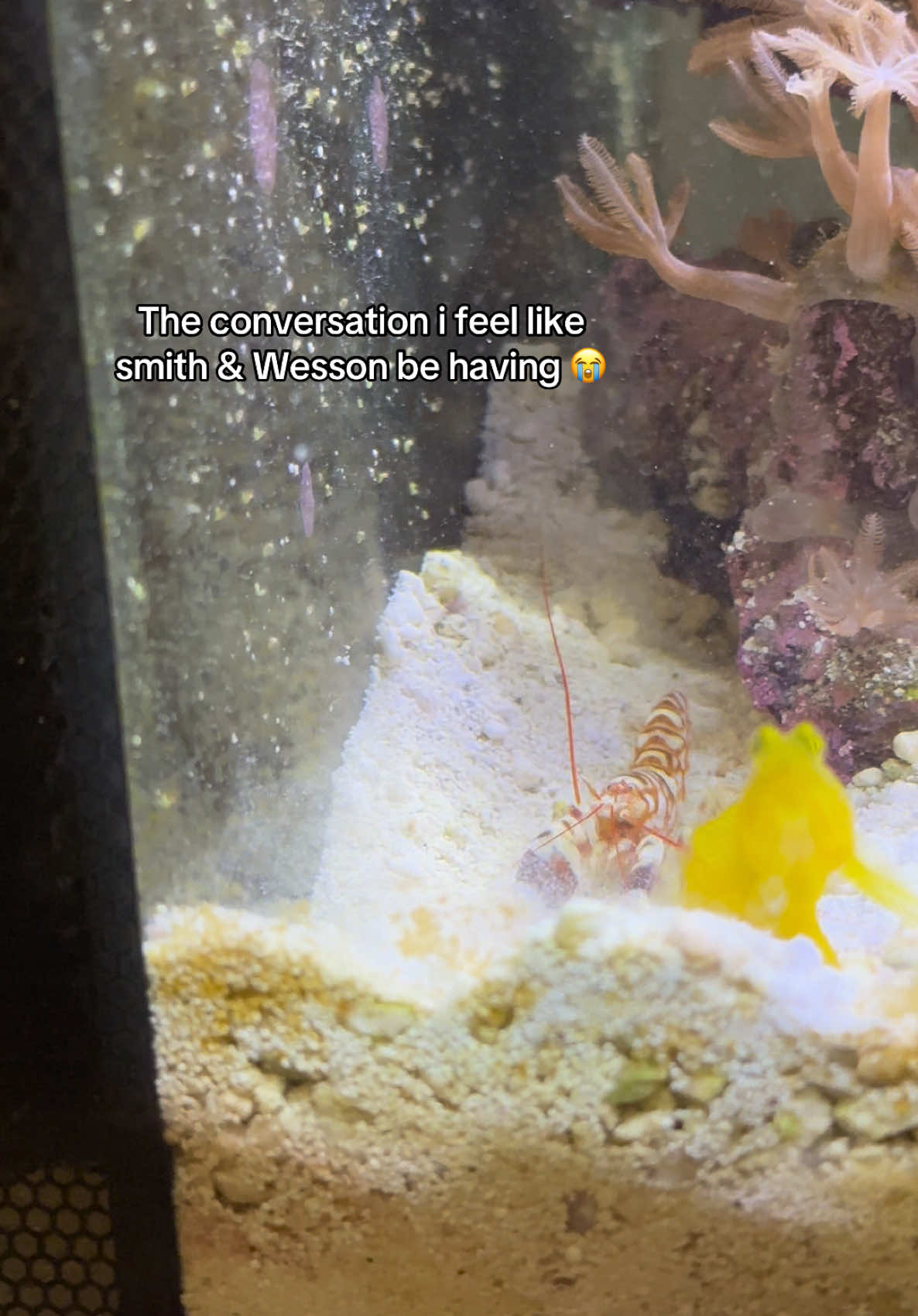 @ReefSync