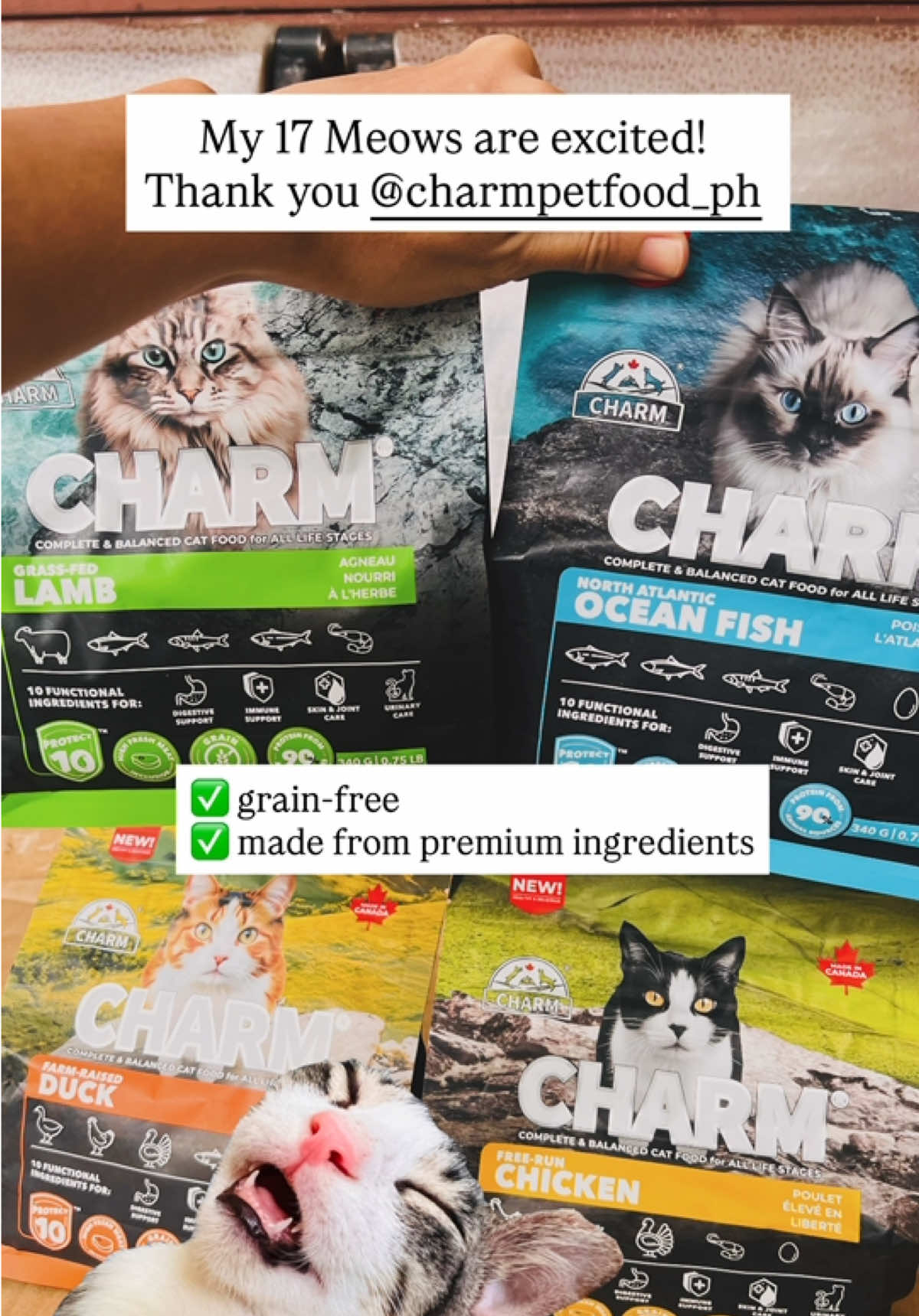 @17meows