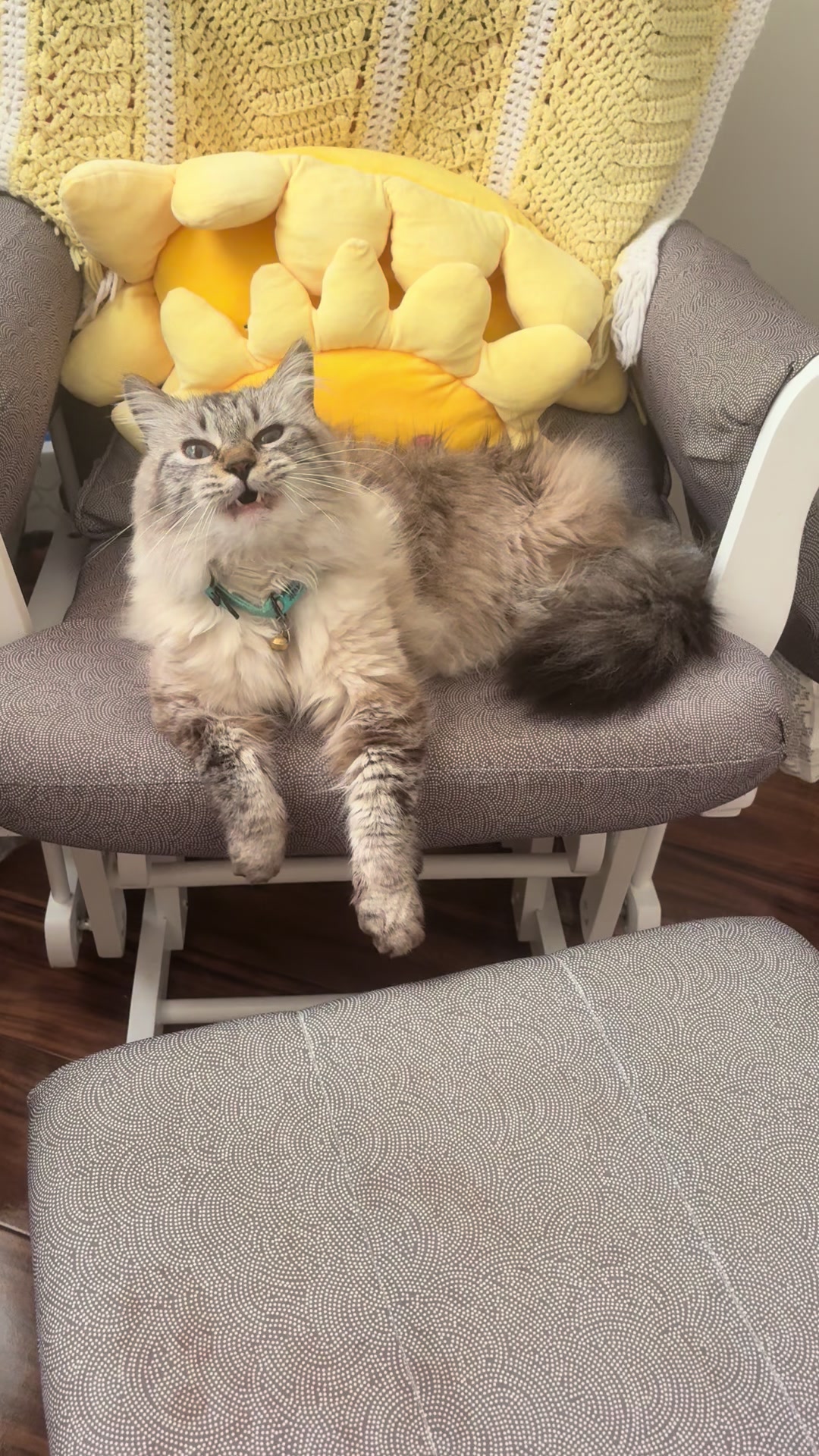 @Brock Meowsnar