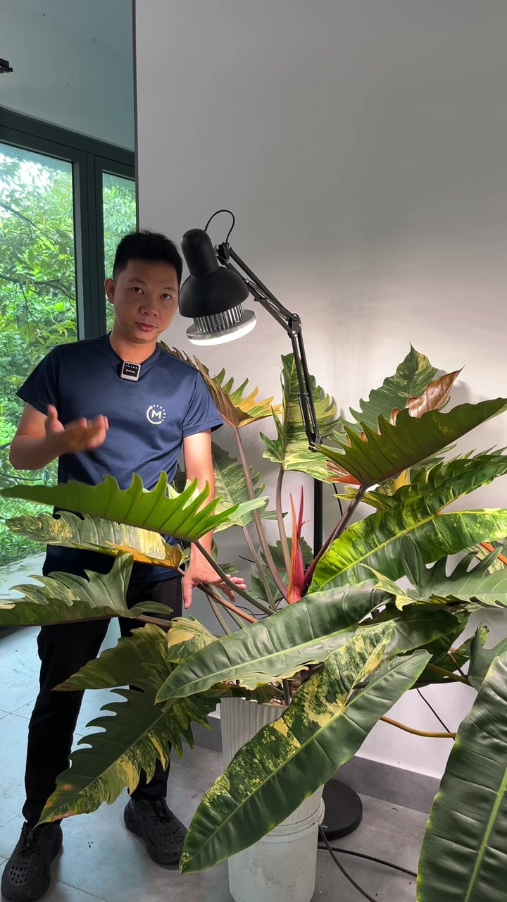 @Huy Kiểng Lá