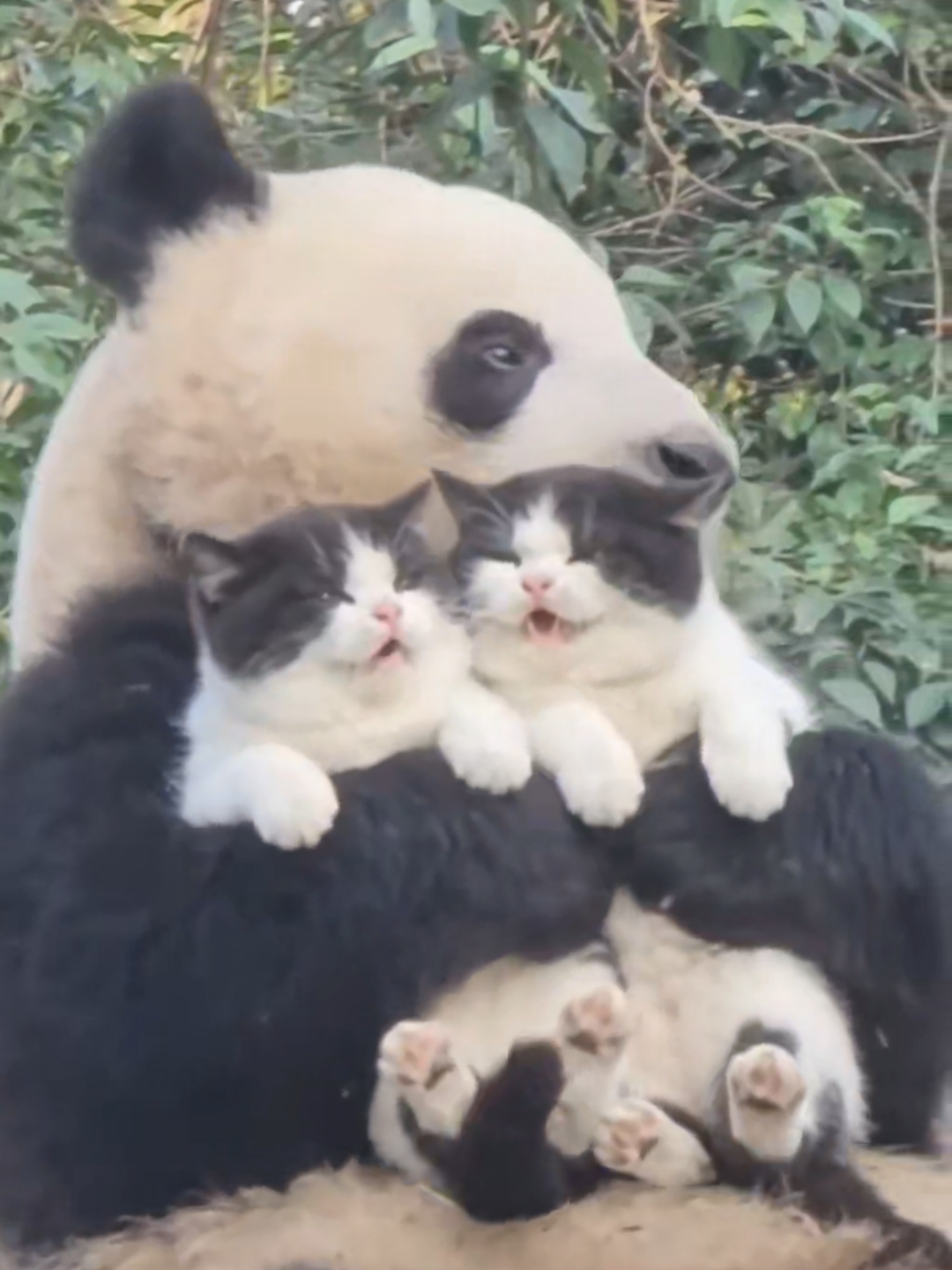 @Chonky World Of Cats