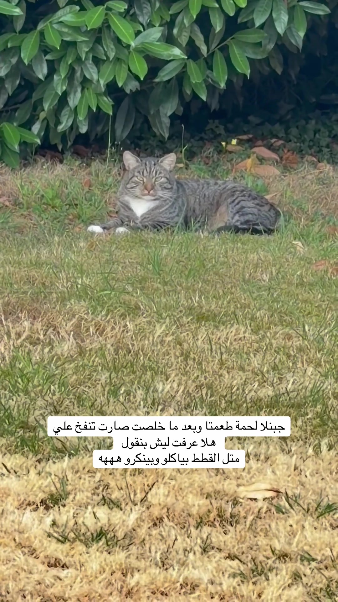 @Hana Haus | بيت الهنا