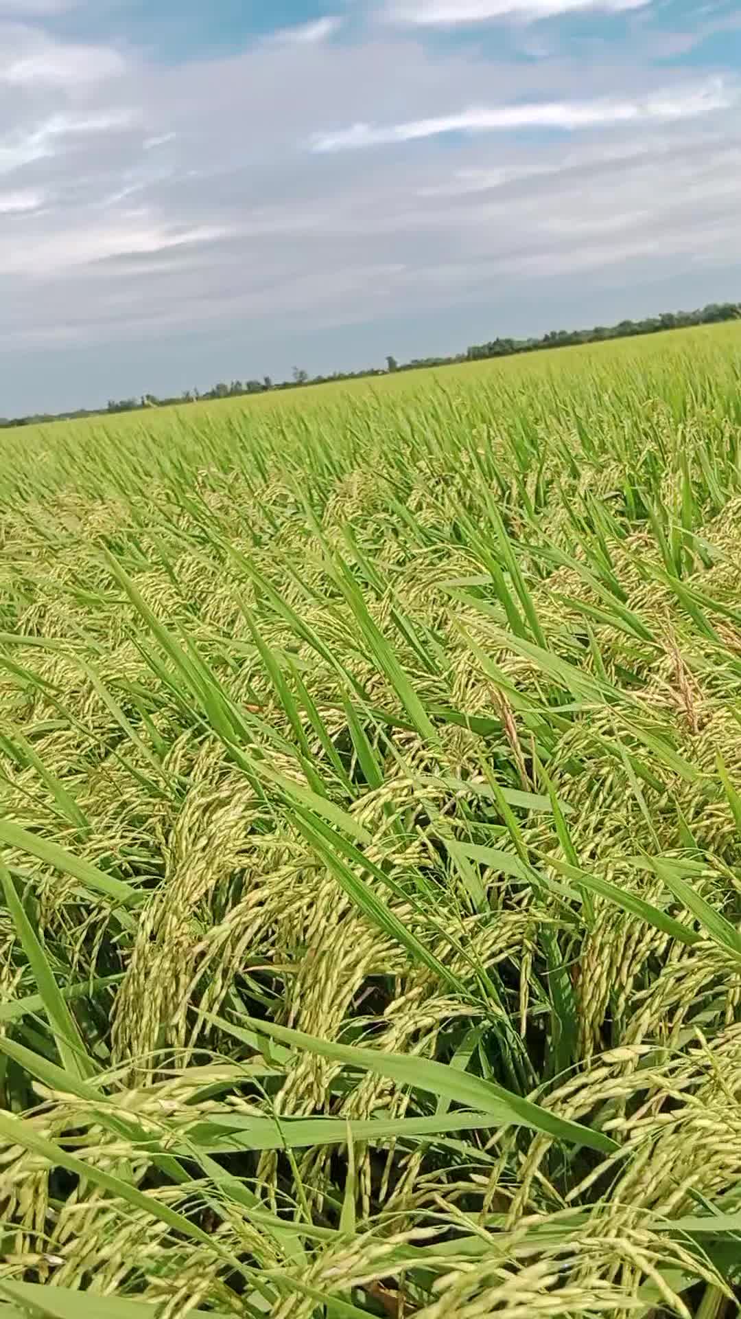 @សា រីន🇰🇭🇰🇭