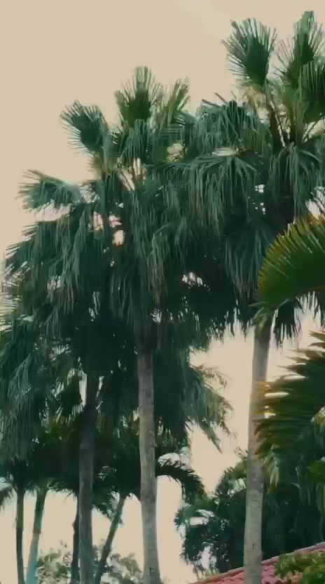 @Oziel🌴🔥