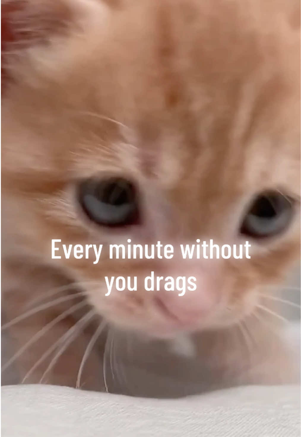 @catbosssss