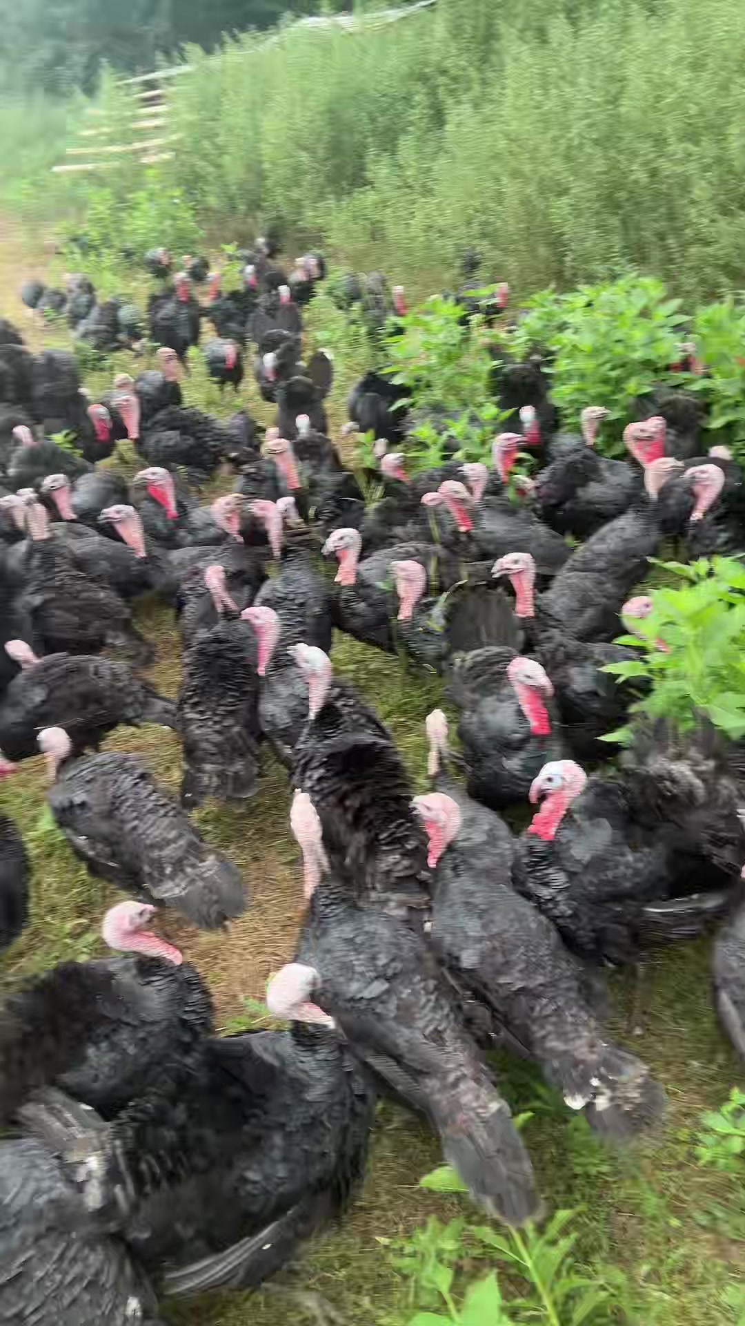 @farmerandtheharpiist