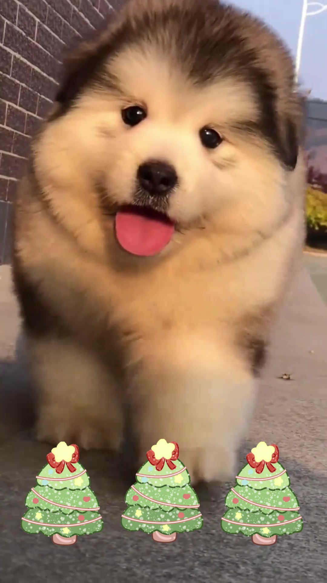 @pet home
