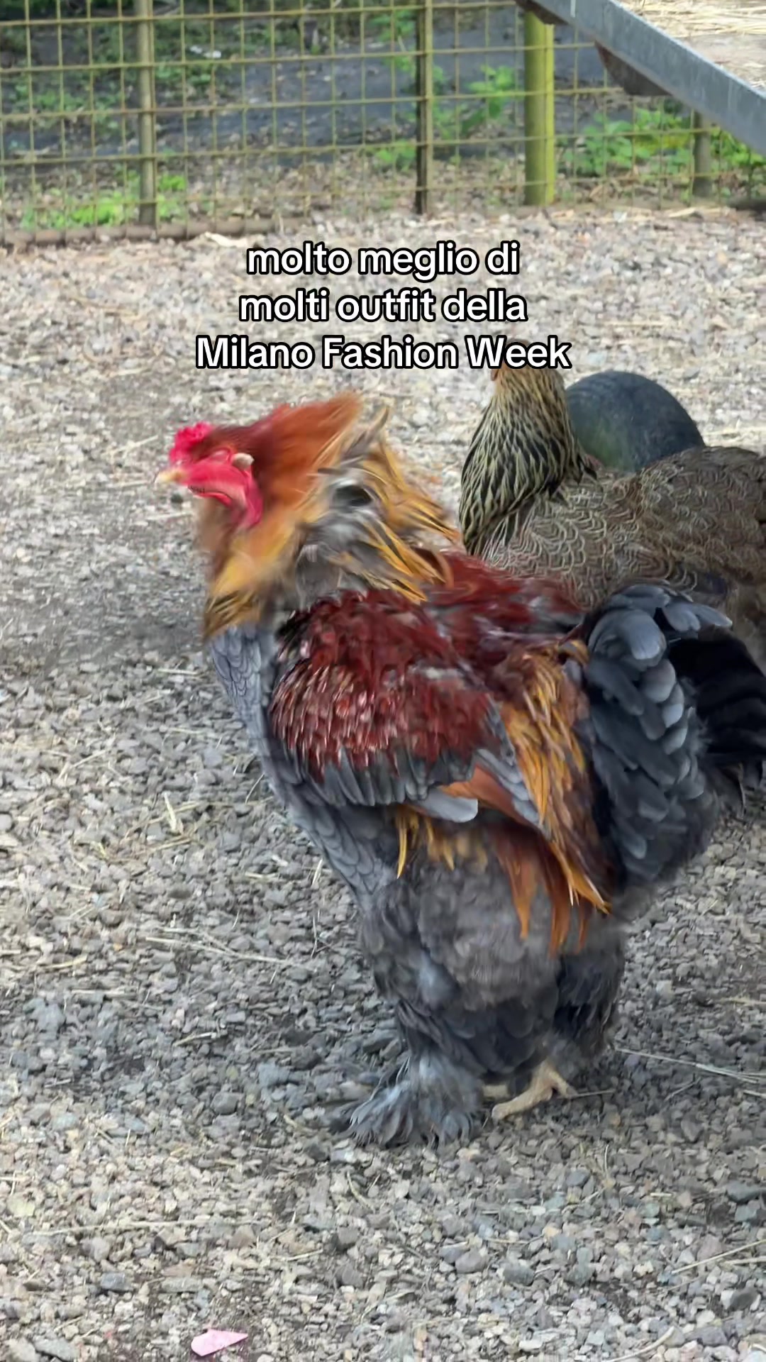 @M A V I V A