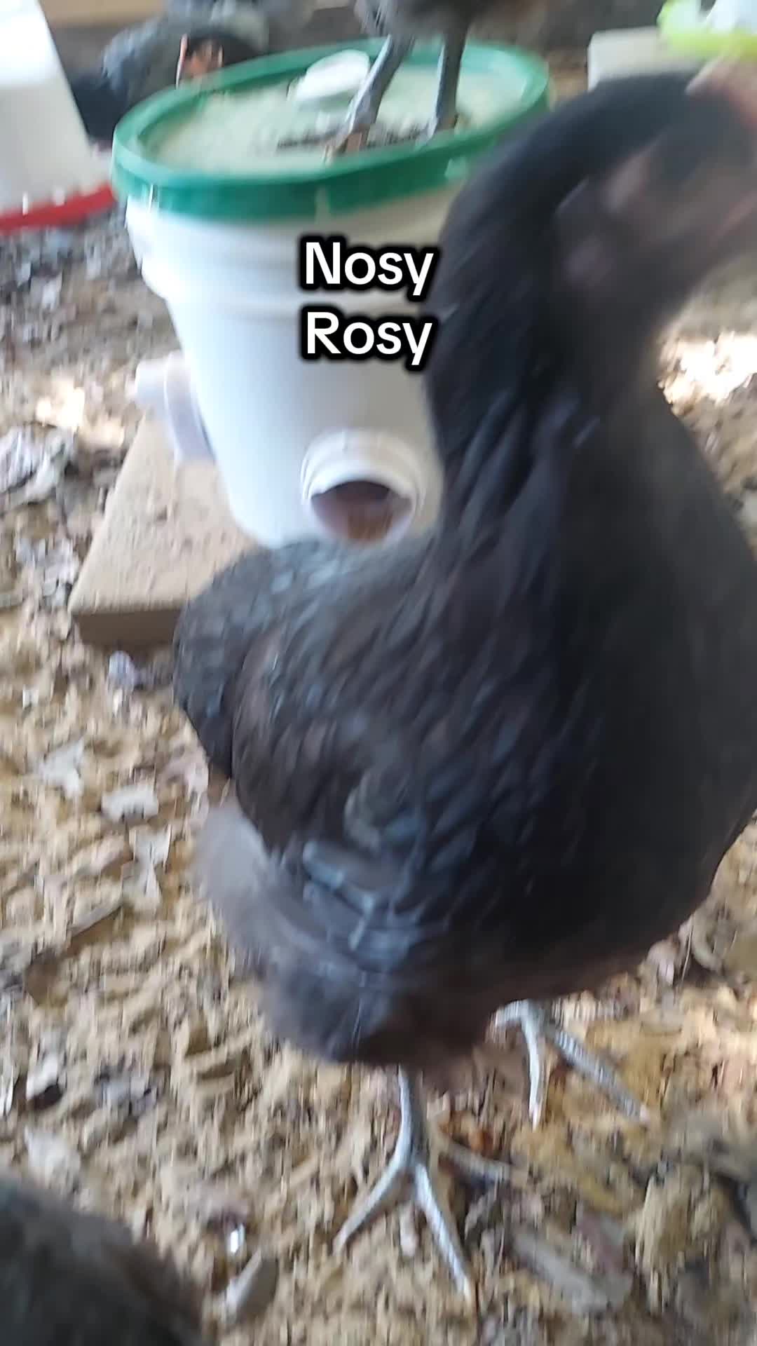 @rustyhippy