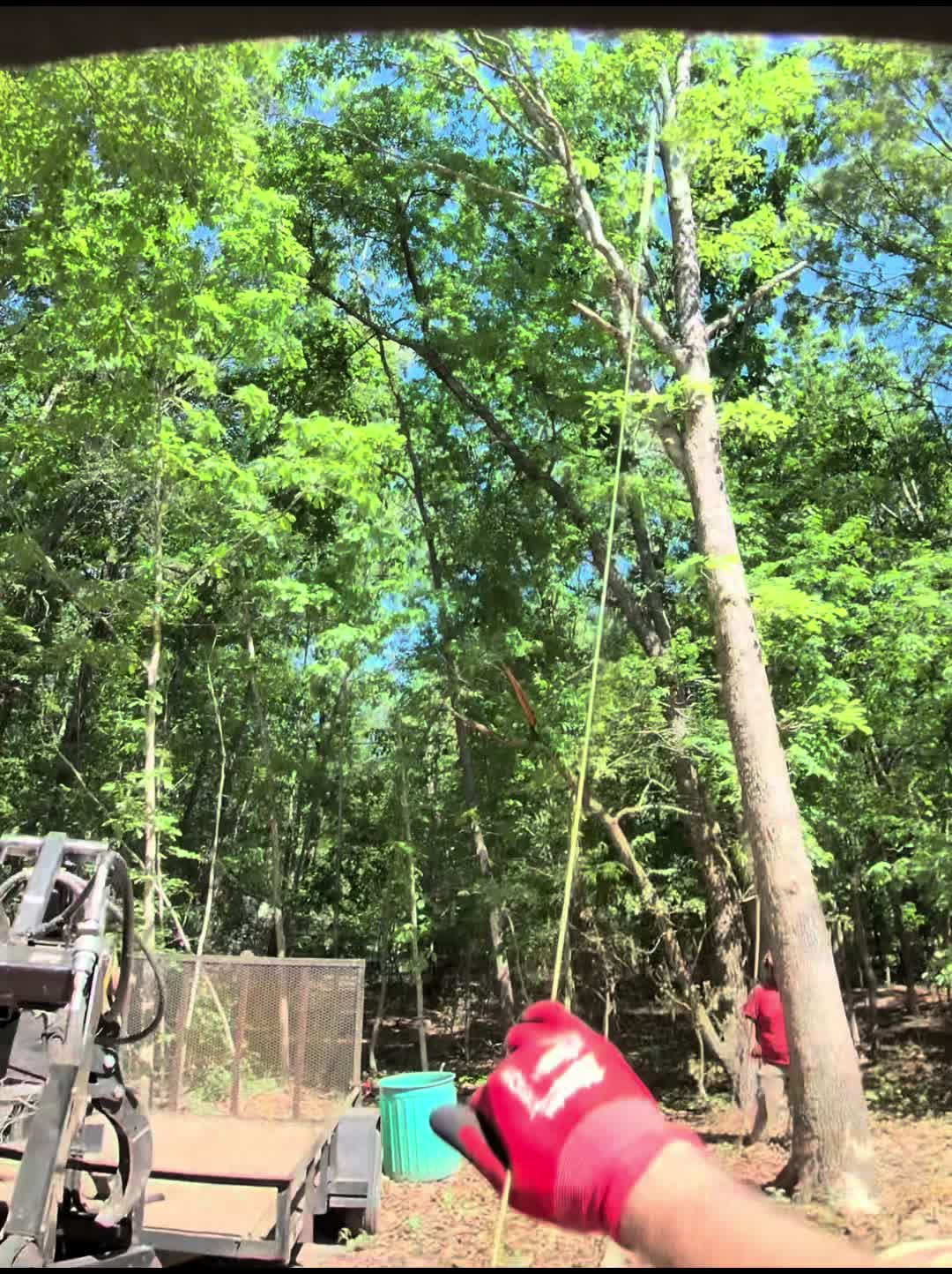 @Buzzsawtrees