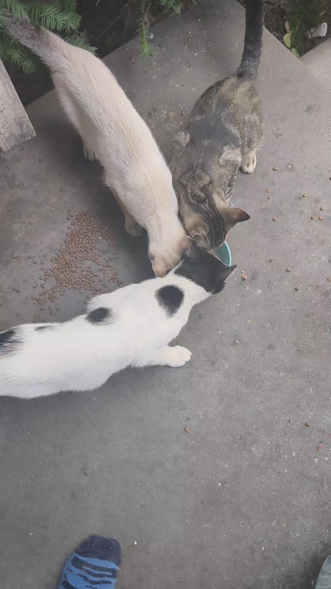 @some cats and their mama
