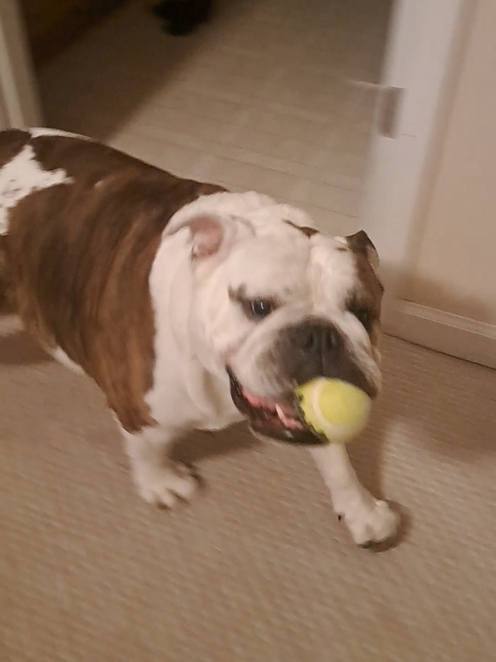 @The Hootz