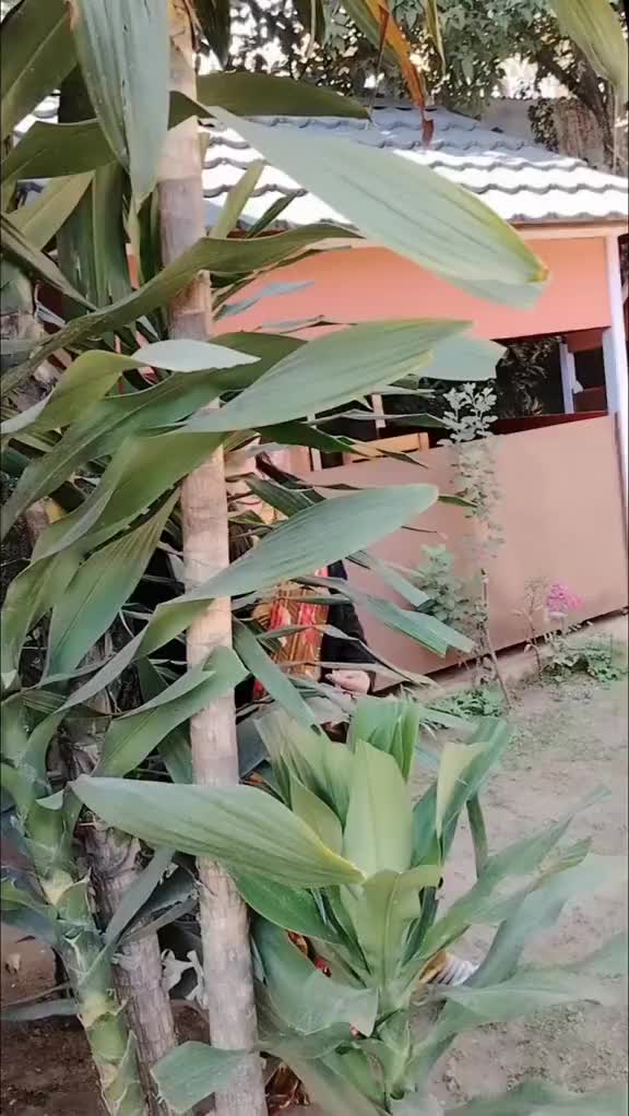 @Devaki pokhrel