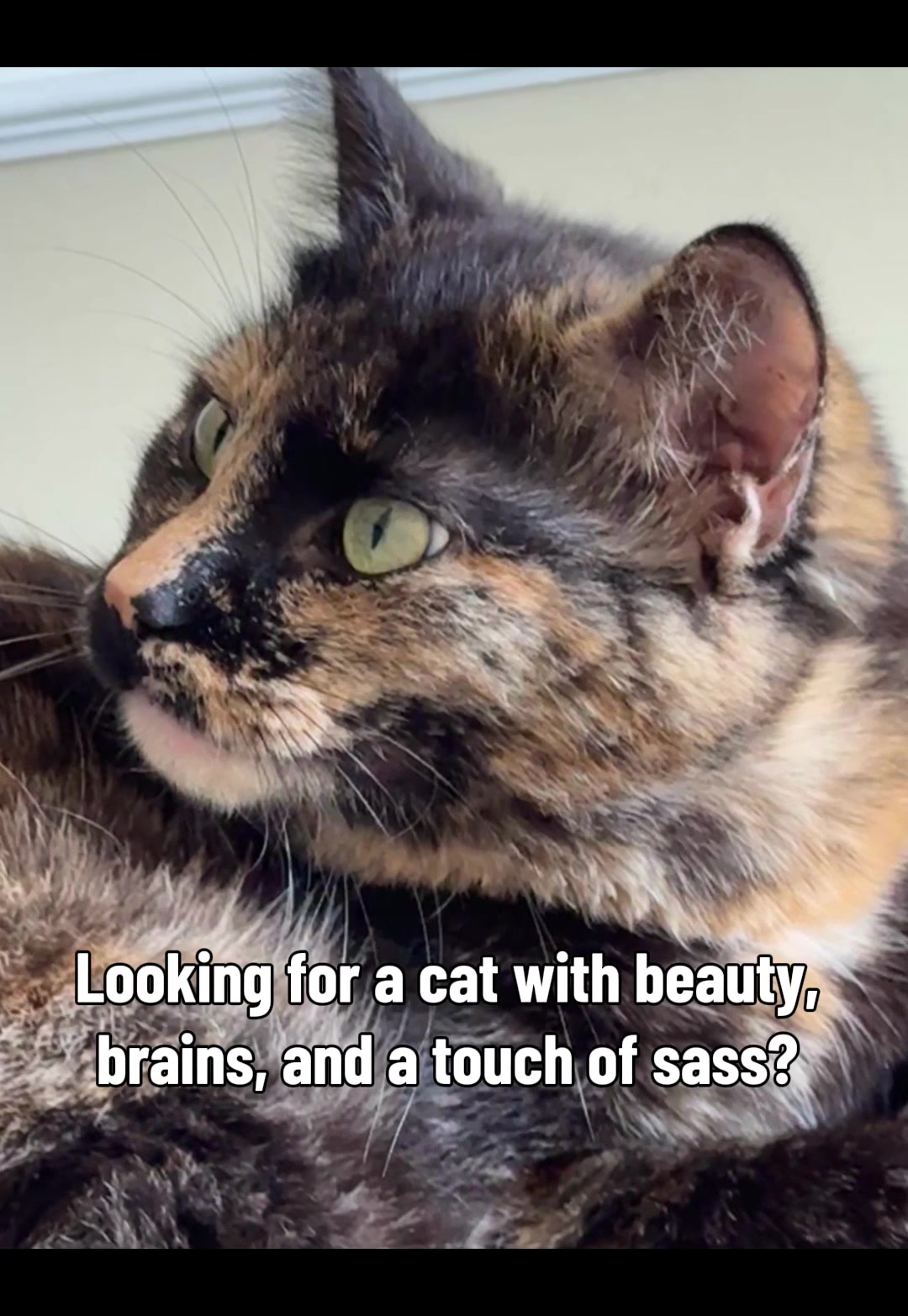 @North Toronto Cat Rescue