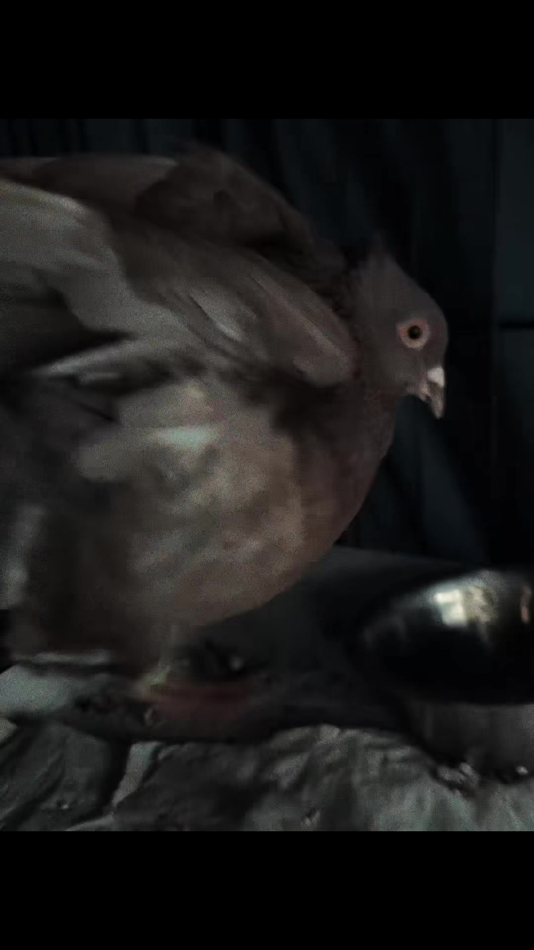 @⚛︎⋆˙ᴋʏʟᴇ˙⋆𓃵