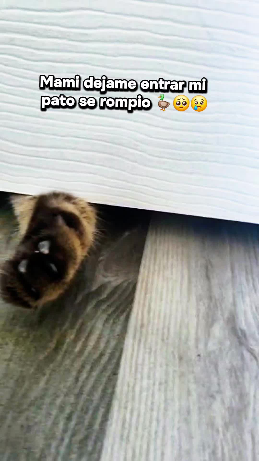 @Katia Aguilar ✨️