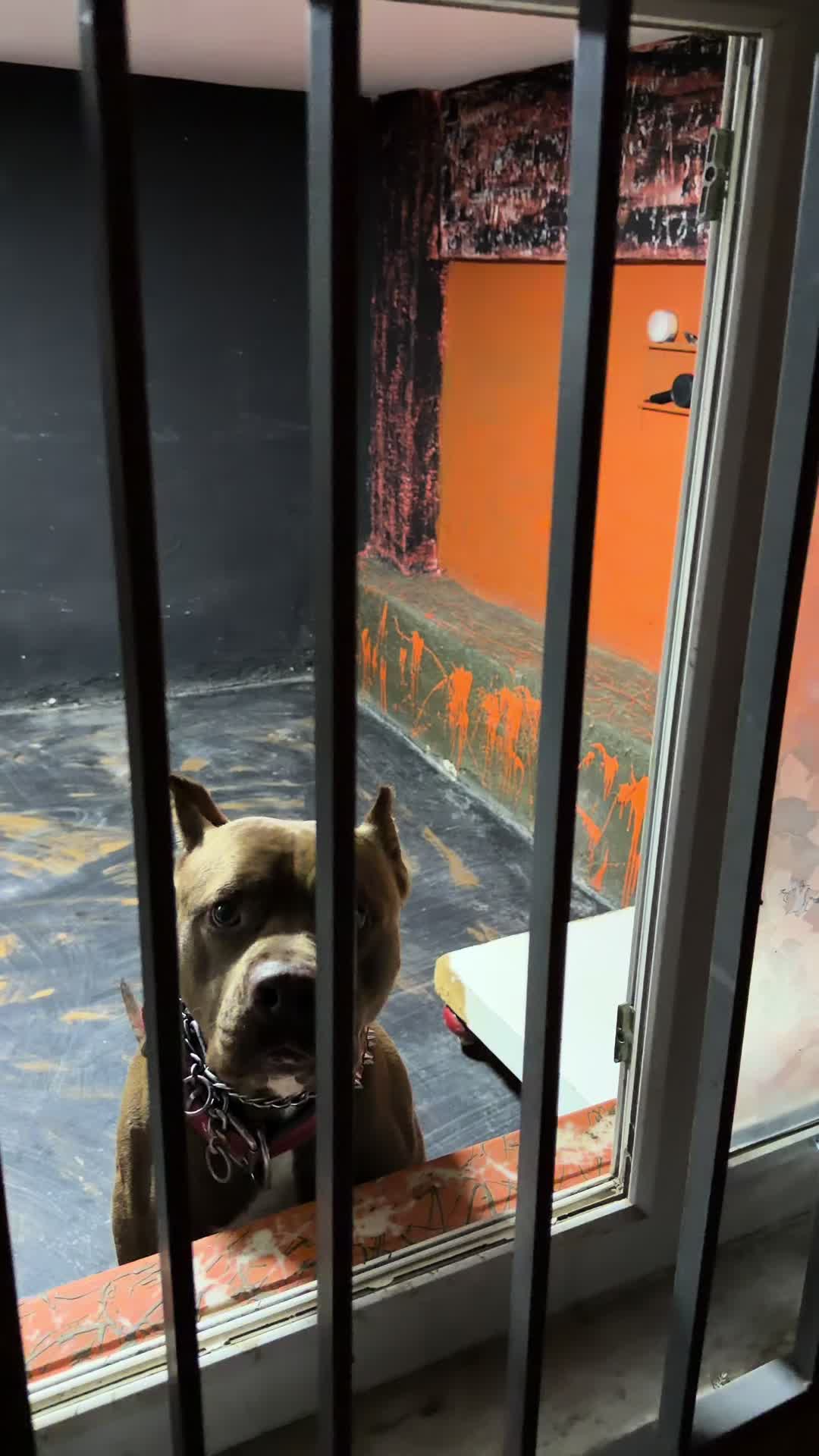@BARUTBEYY🐶