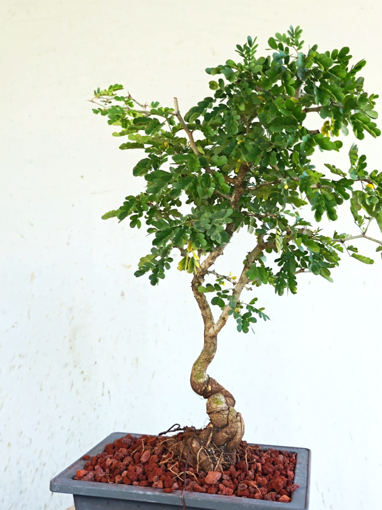 @Bryan Loves Bonsai