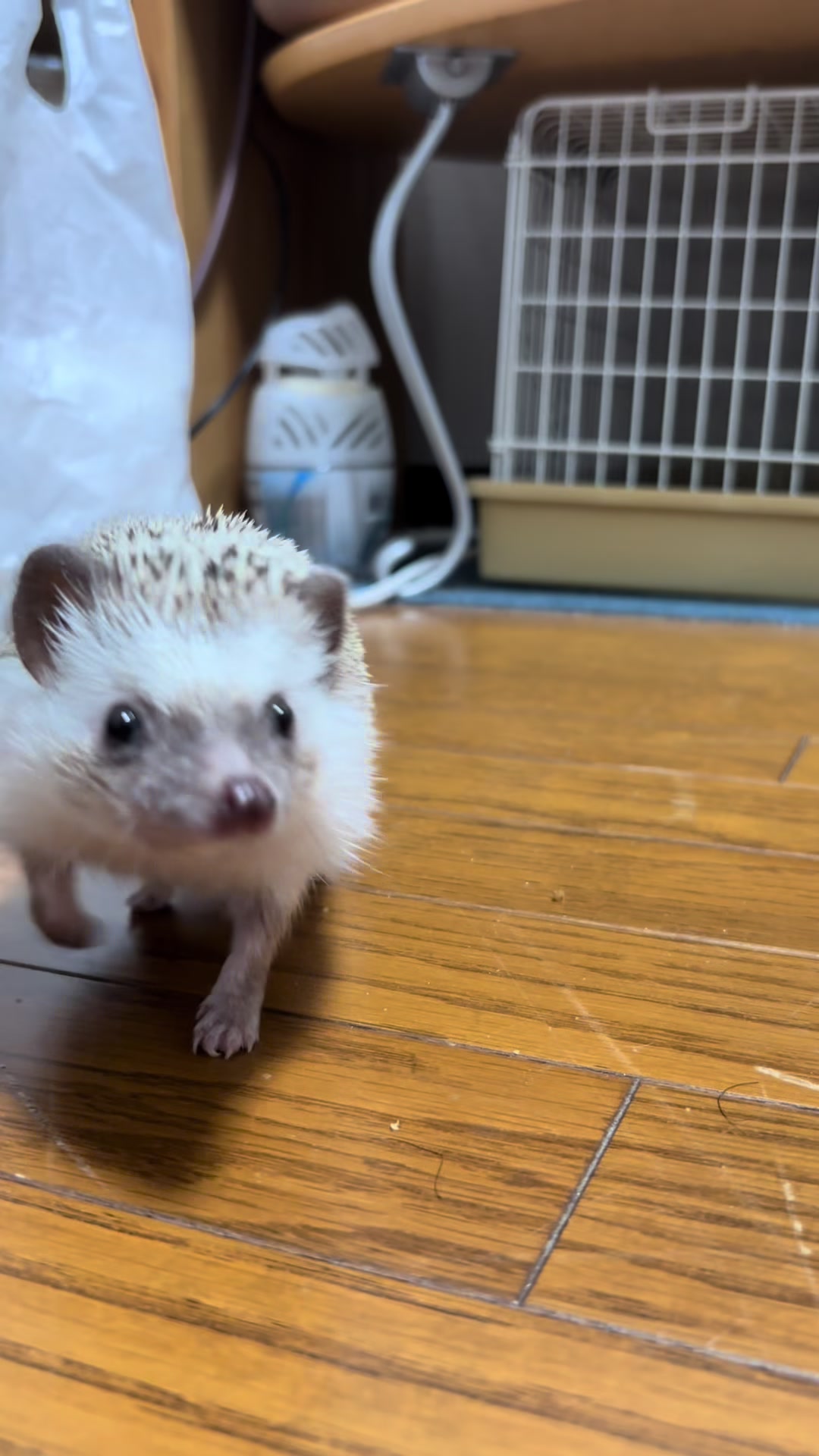 @我が家のハリネズミ🦔