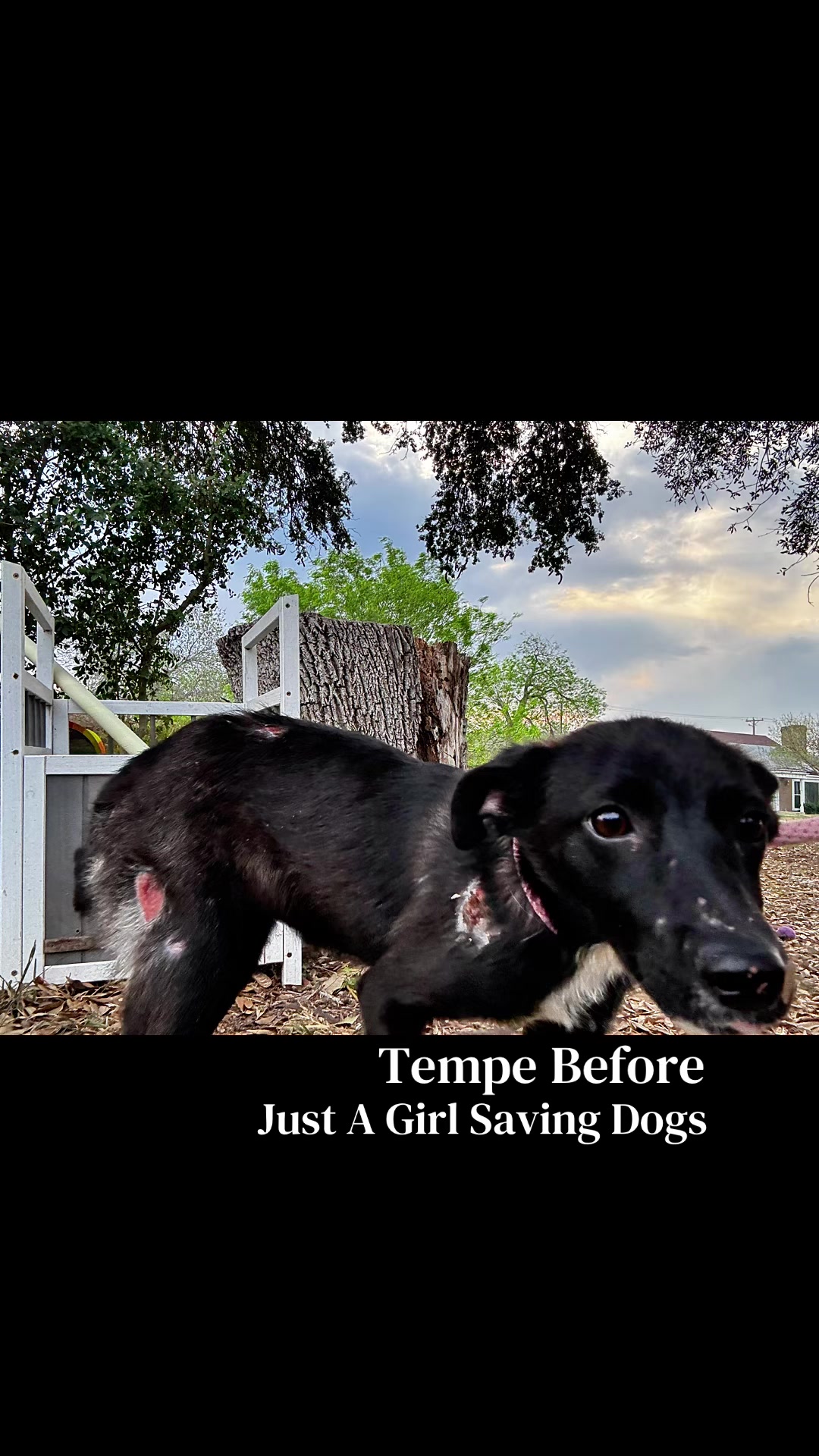 @Just A Girl Saving Dogs