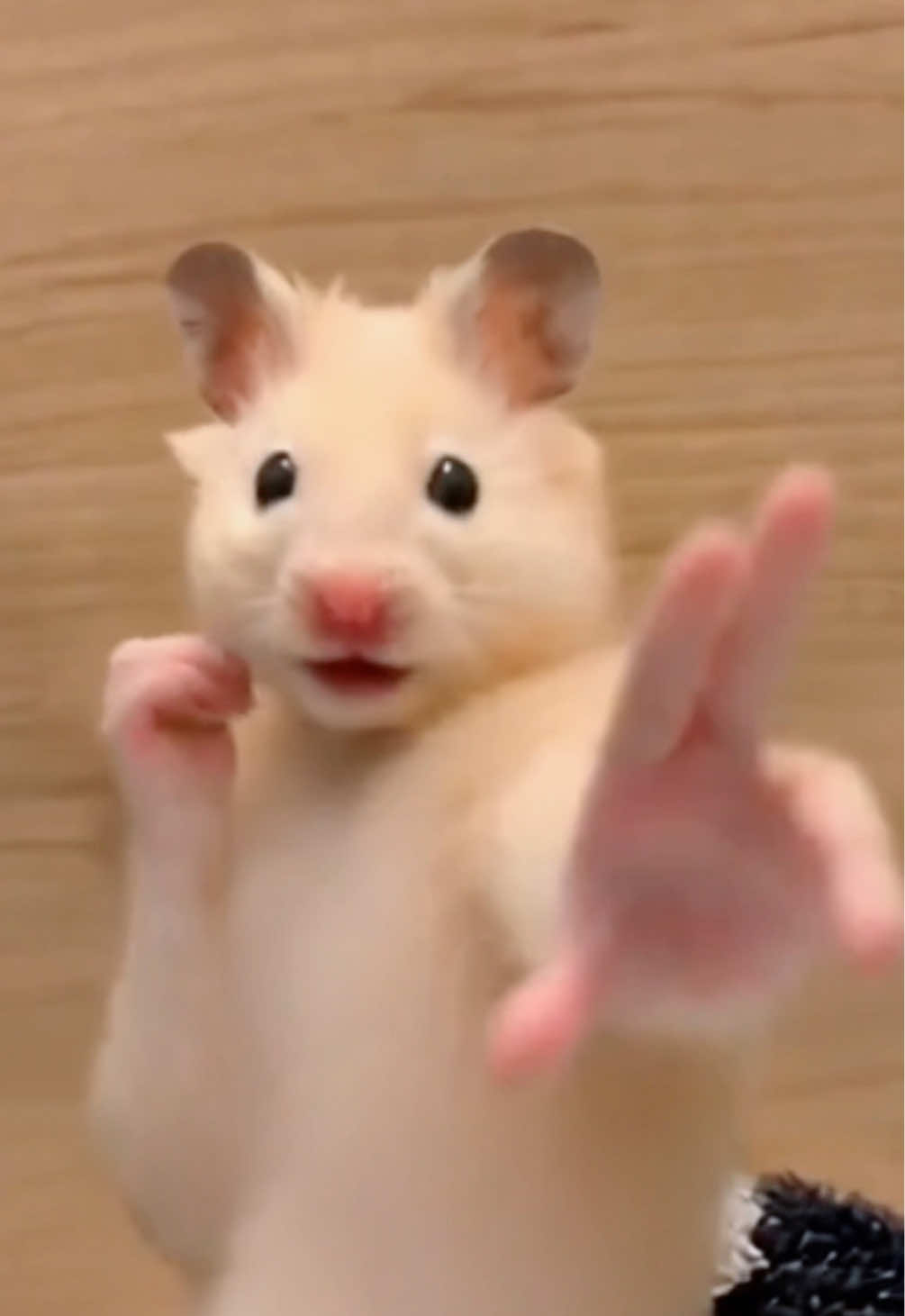 @FCham
