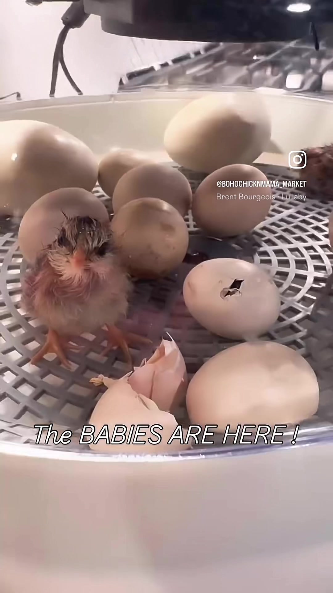 @CHICKTOK