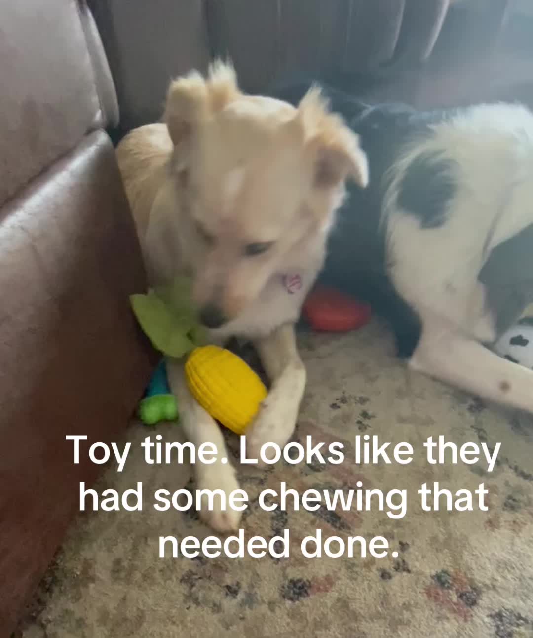 @hankanddollyrescuedogs
