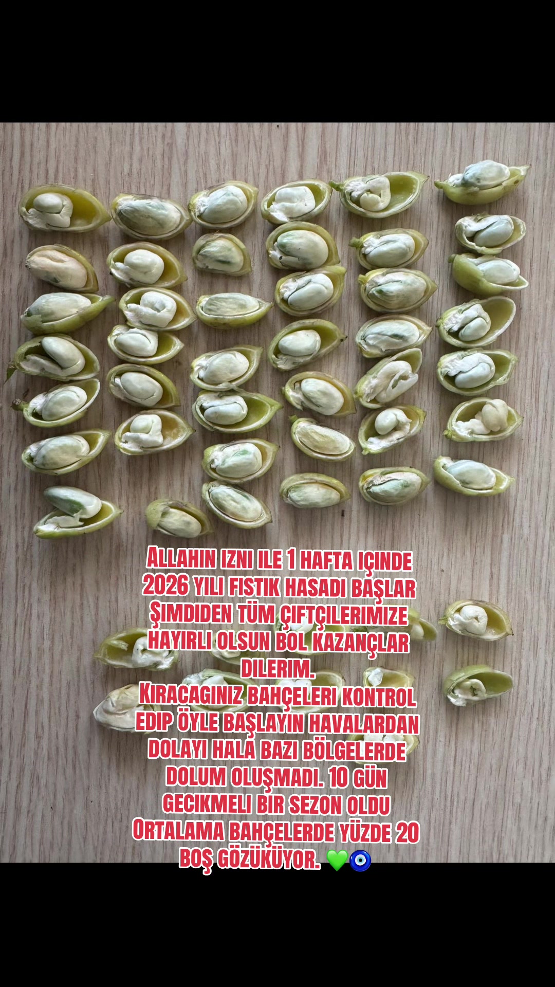 @Kocaoğlu Fıstıkçılık
