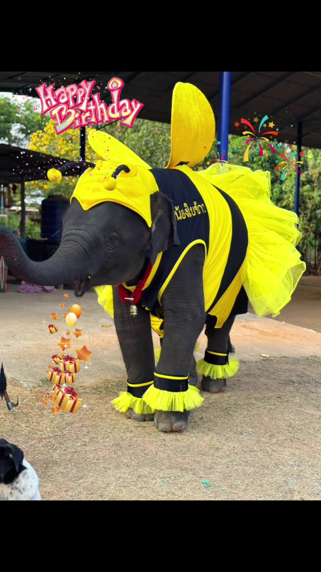 @aoraeeFcMooming🐘❤️