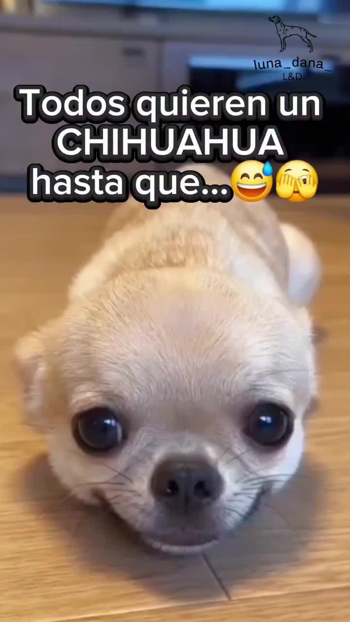@chihuahuaxlovers