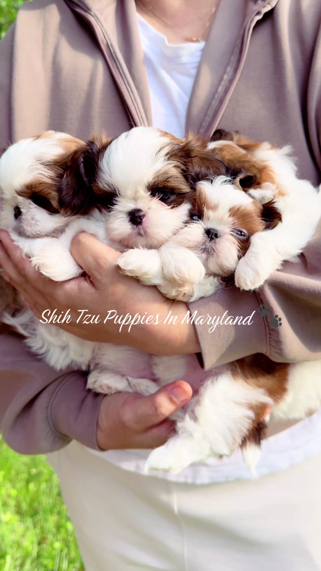 @Shih Tzu Puppies in Maryland