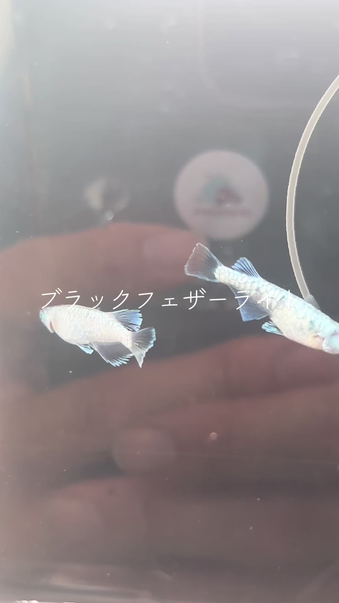 @LSメダカ