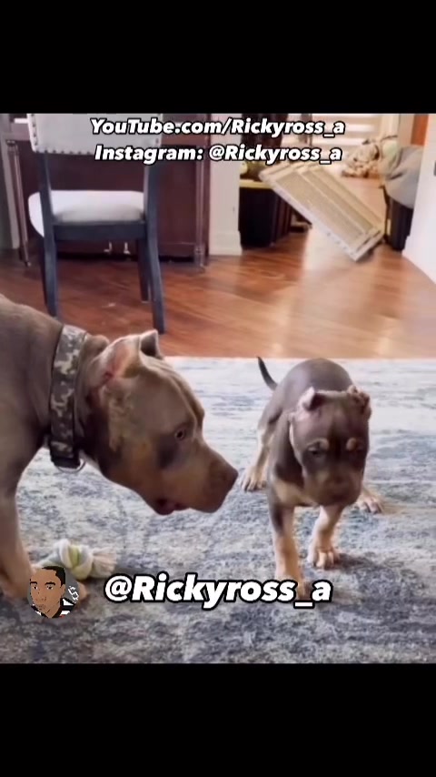 @Rickyross_a