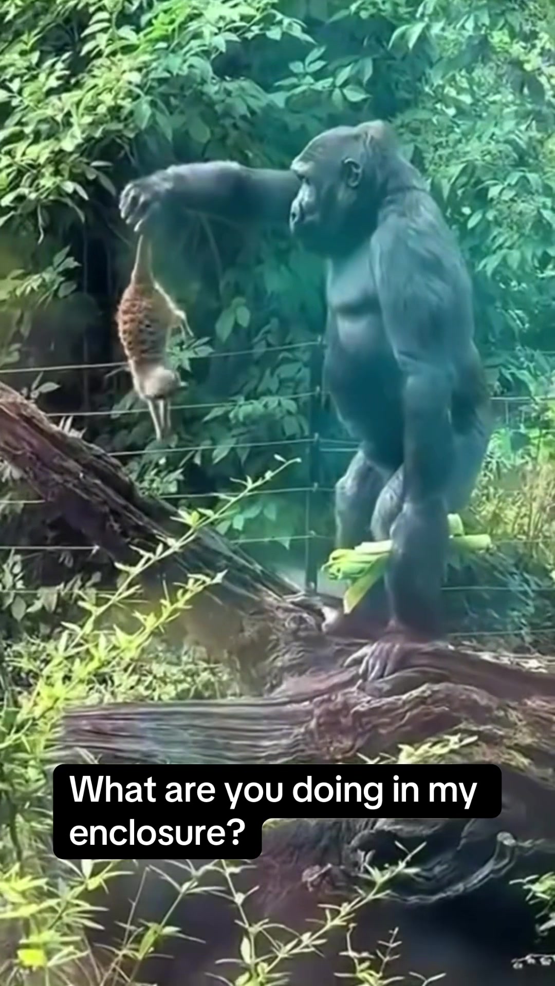 @Awesome gorillas