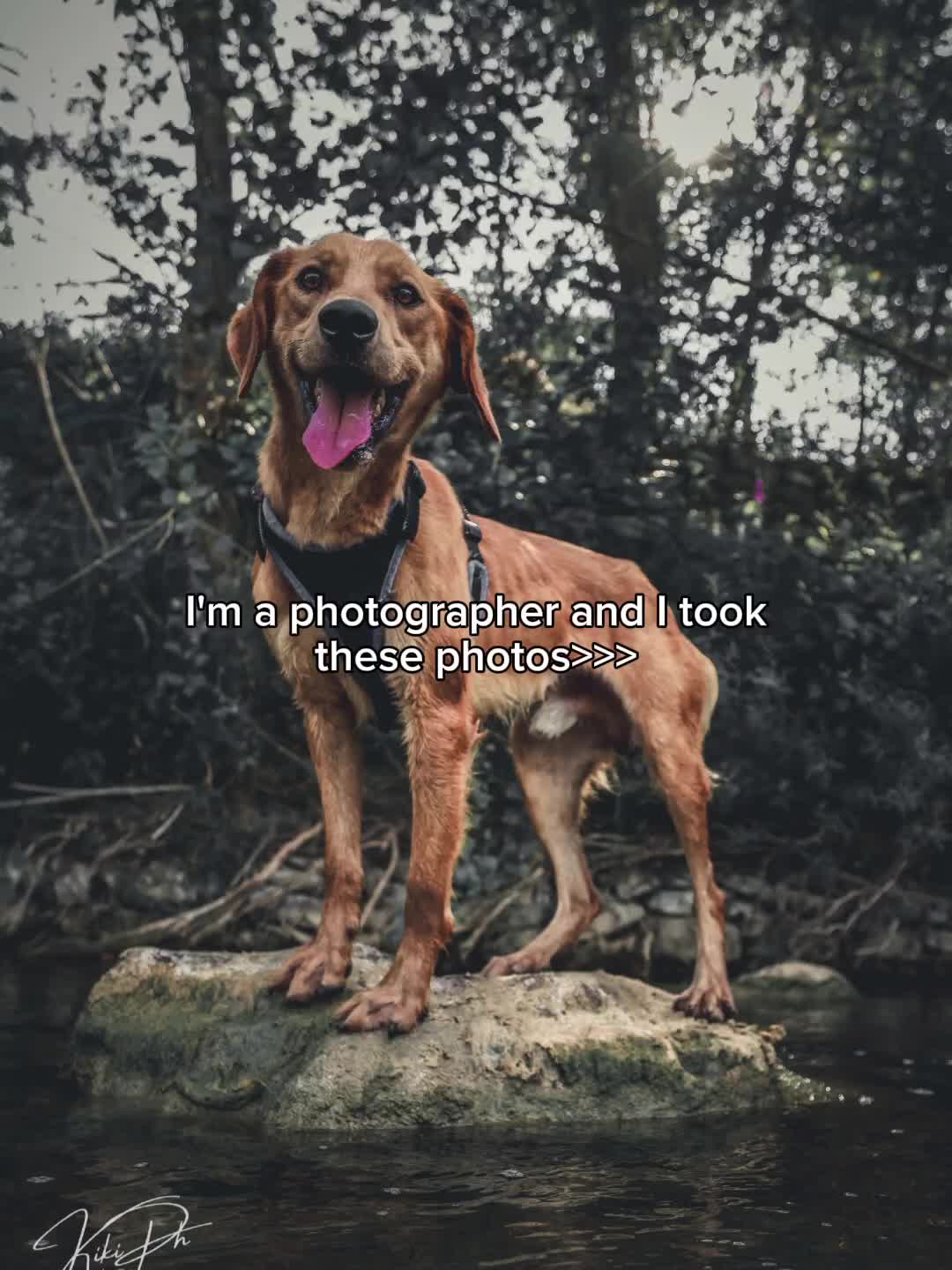 @KikiPetSitter&Photo