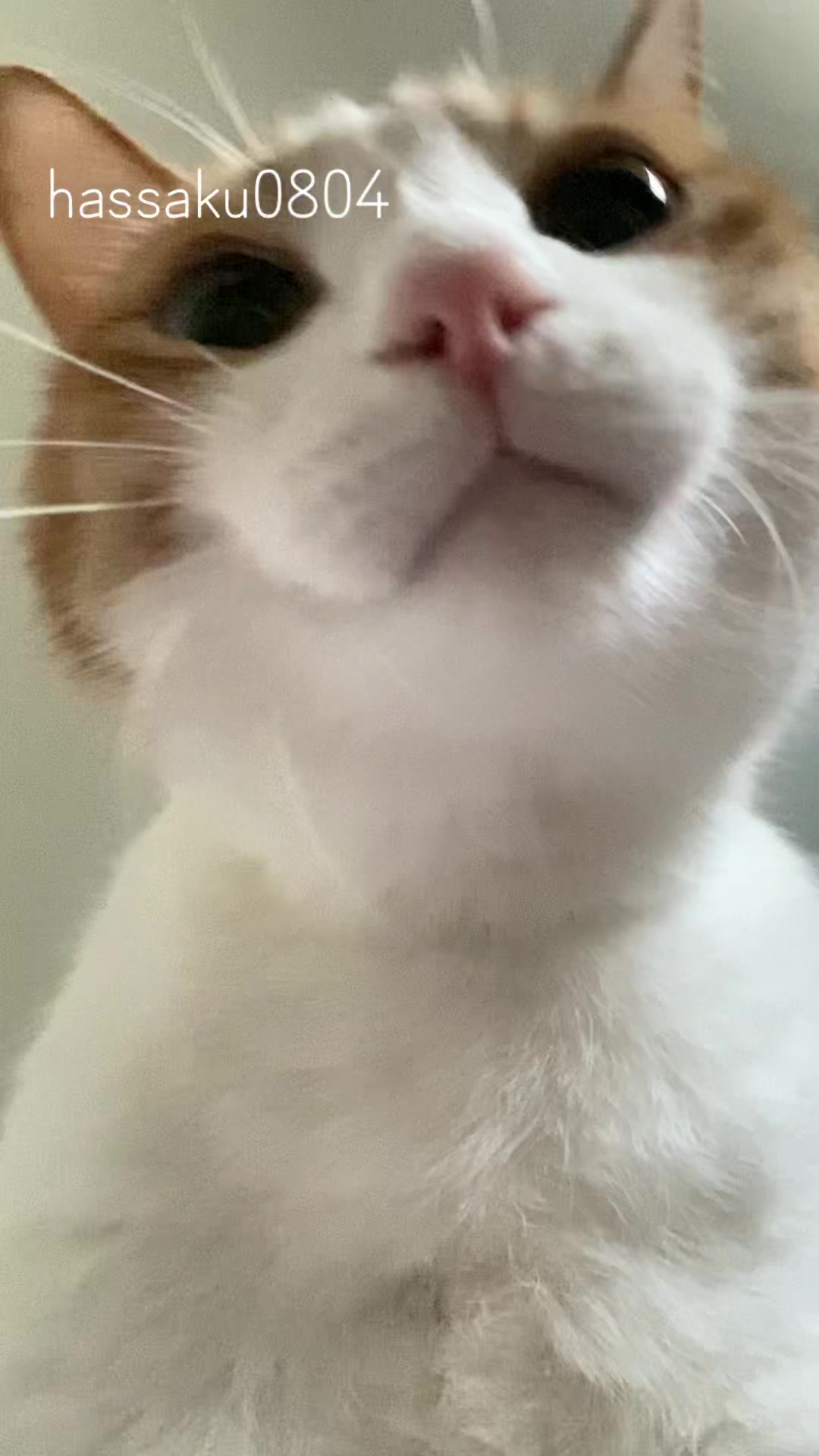 @猫のはっさく