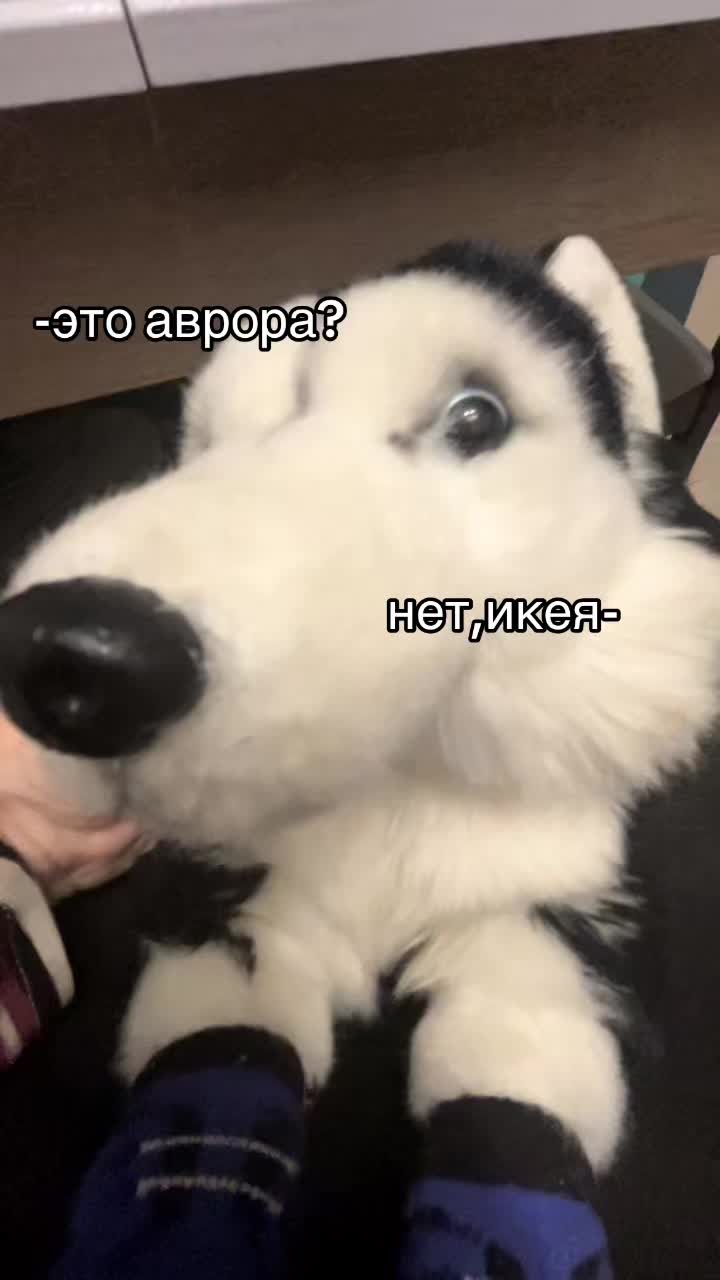@♯🐾.ᴍᴇʏsʜɪ✧˚