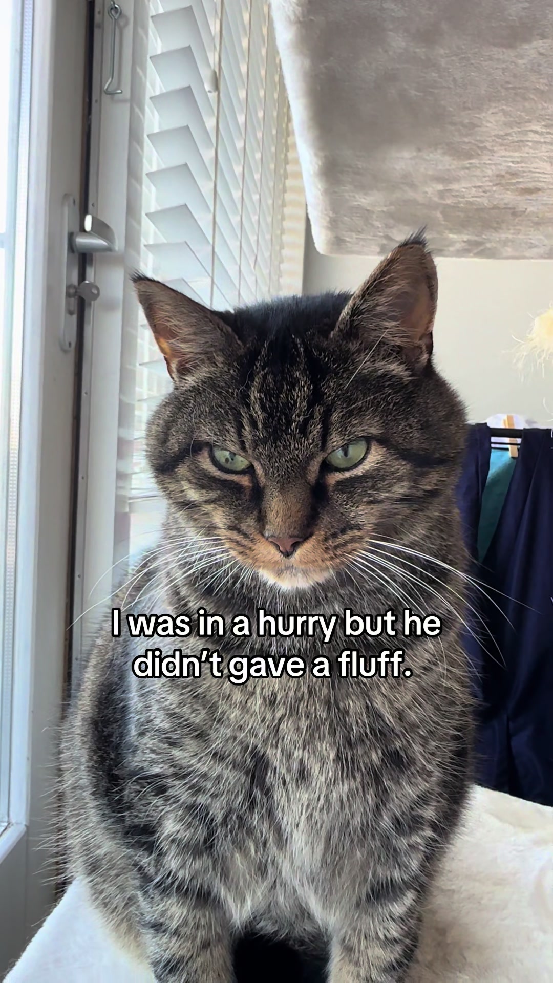 @Joep_the_ rescuecat