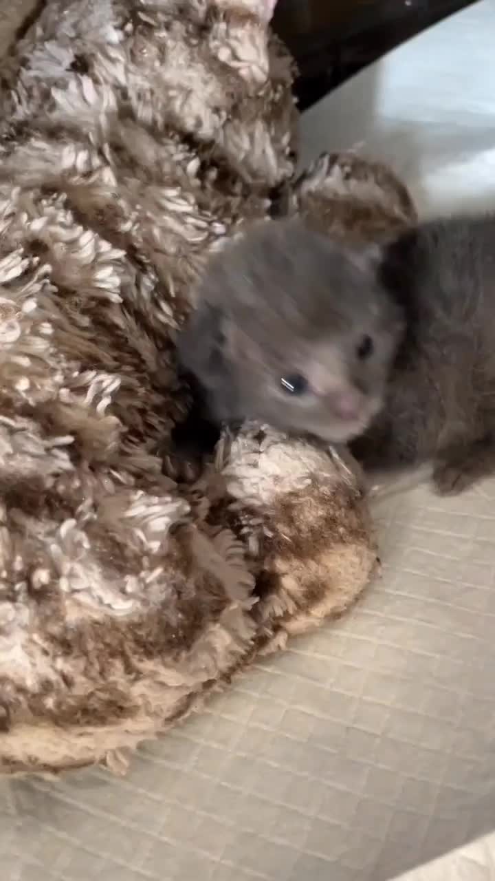 @catnipcrazee