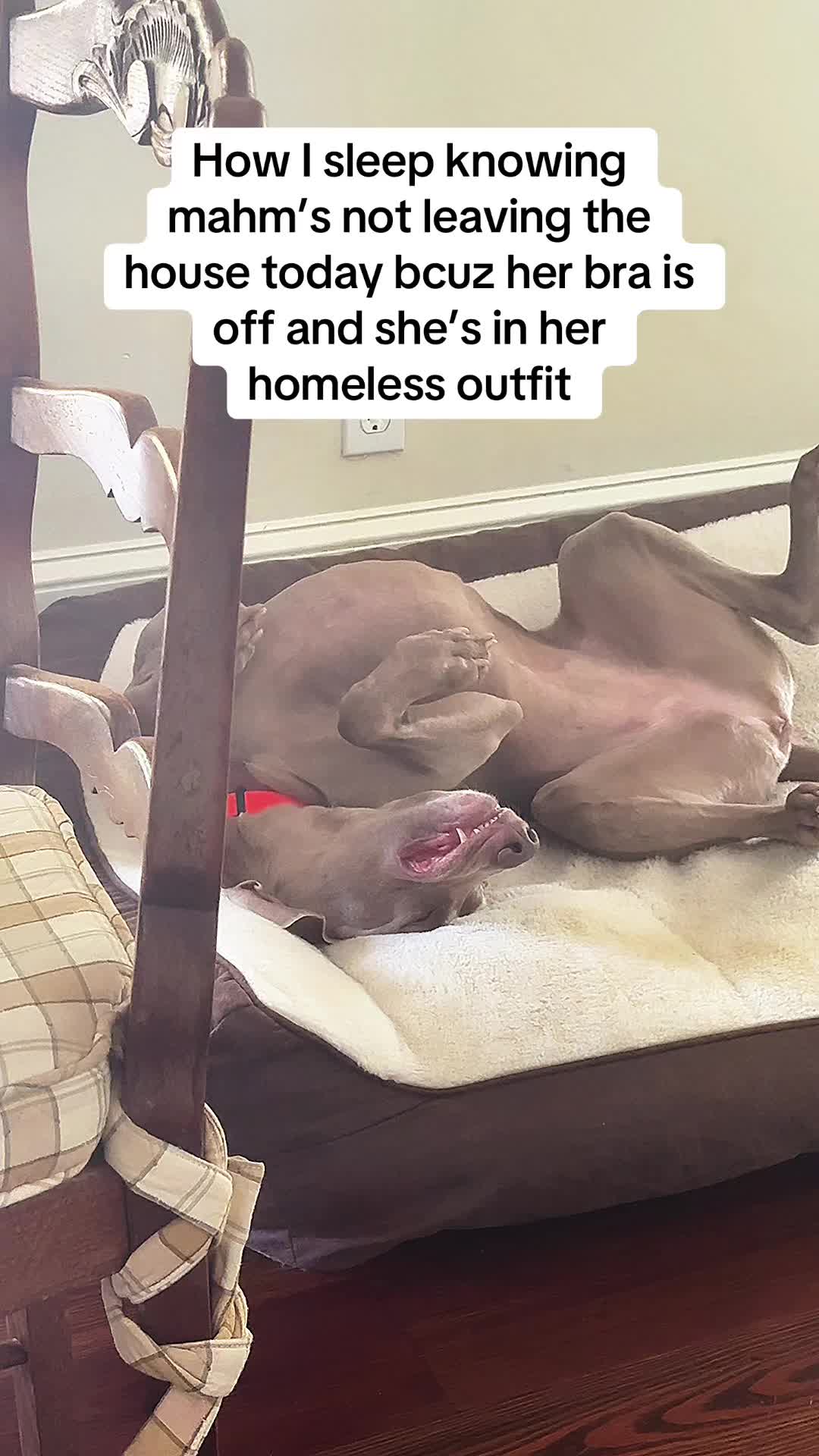 @Zoey the Weim