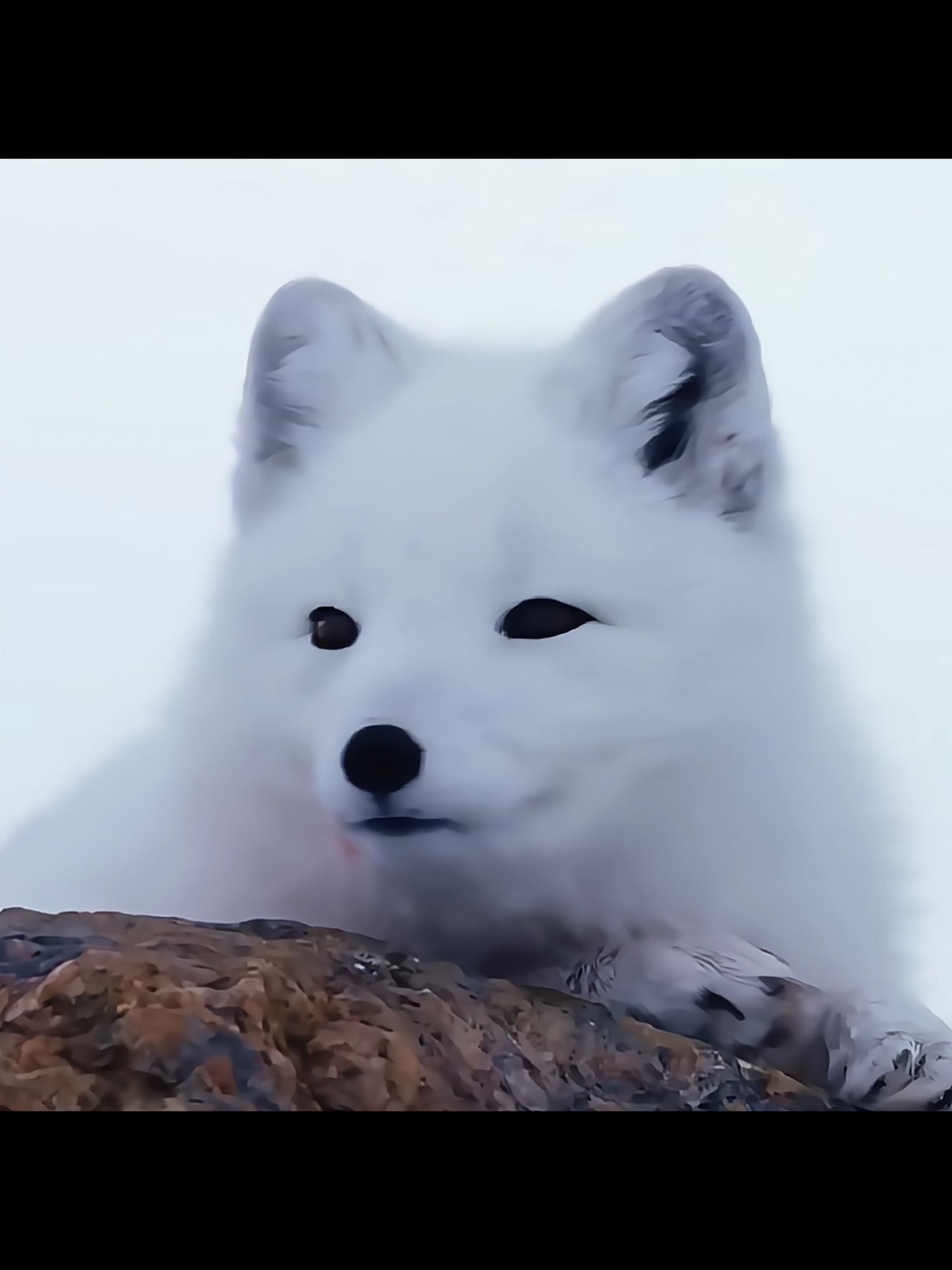 @ʜᴏʟᴠᴇᴋ