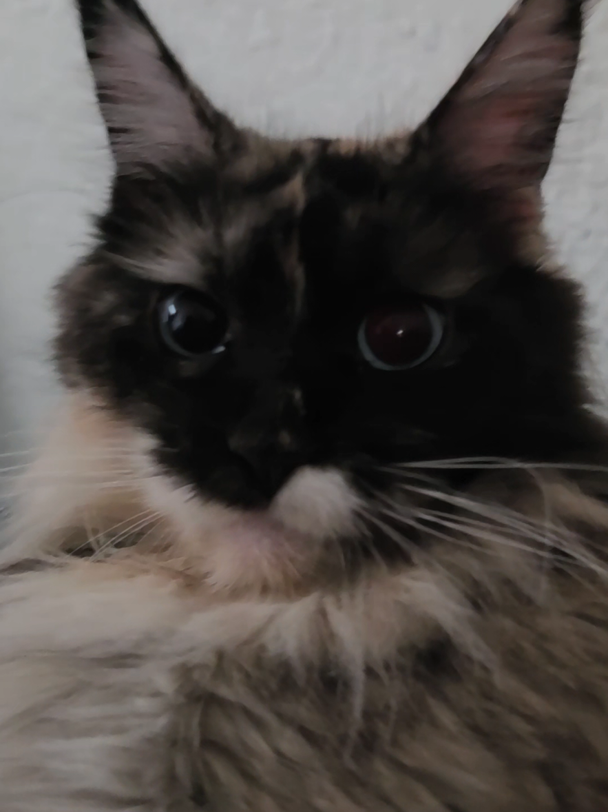 @Peaky Claws Cattery